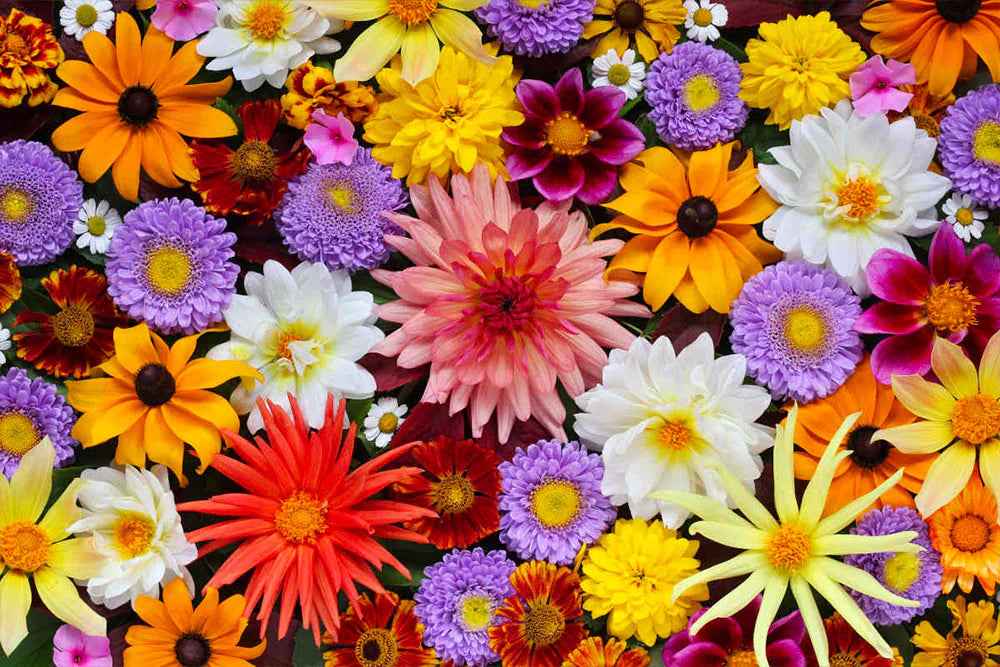 Floral fragrances: discover the power of flowers