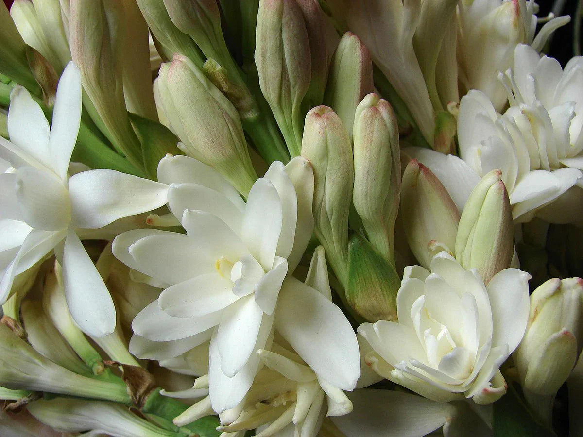 Svela il Segreto della Seduzione con i Profumi alla Tuberosa: Un Viaggio Olfattivo di Pura Eleganza