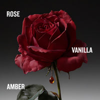 THE COVETED DUCHESS ROSE Intense